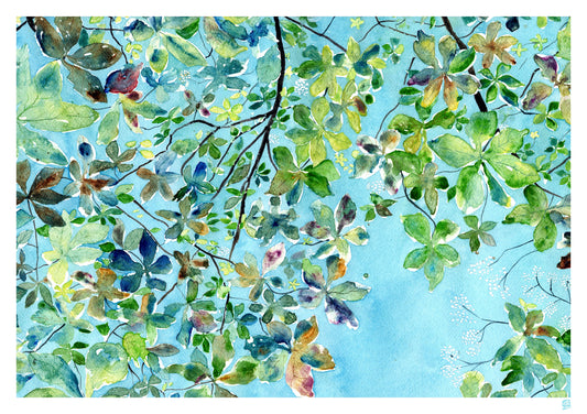 Limited Edition Print - Look Up